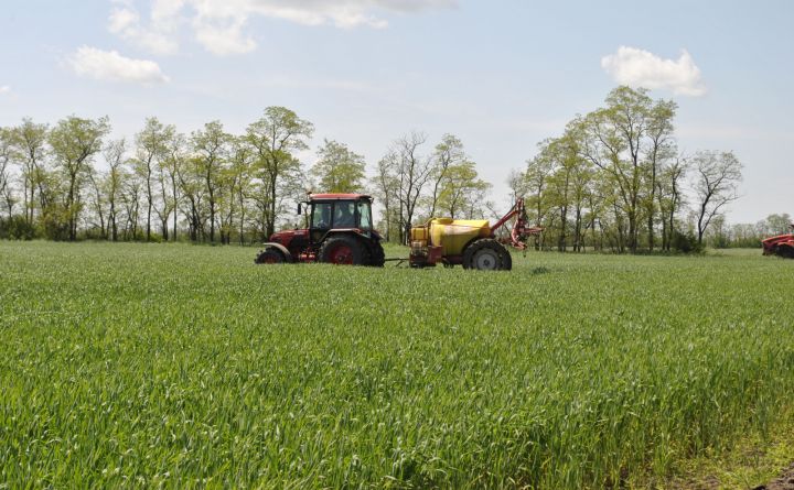 Заморозки в Ростовской области частично уничтожили посевы подсолнечника, кукурузы и зернобобовых