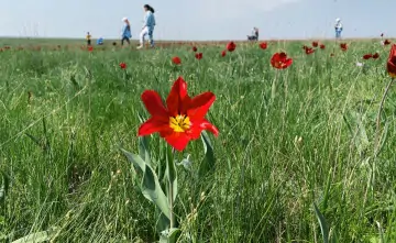 Тюльпаны в природном биосферном заповеднике «Ростовский». Фото donnews.ru