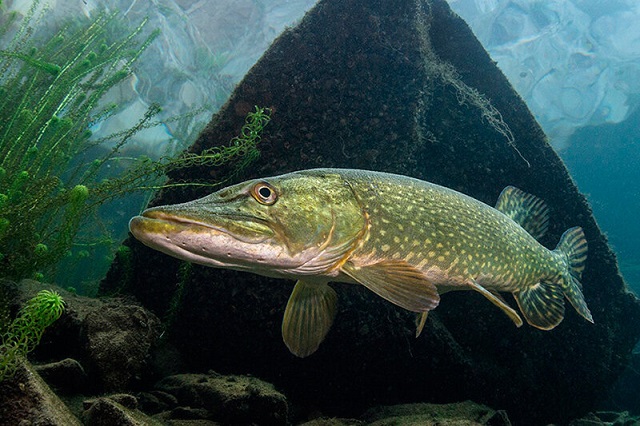 Рыба красноярского края названия и фото