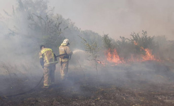 Под Ростовом вспыхнул крупный ландшафтный пожар
