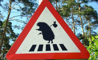 На дороге под Ростовом появится первый в регионе знак «Осторожно, ёжики!»