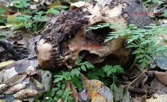 В Ростовской области грибник нашёл в лесу человеческий череп и несколько костей