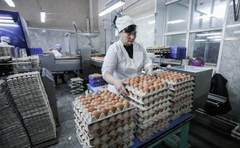 Яйца в Ростовской области из-за падения курса рубля могут подорожать почти в полтора раза