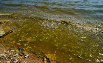 В Таганрогском заливе из-за ожидаемого жаркого лета снова может погибнуть рыба