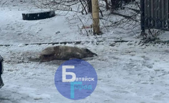 В Ростовской области догхантеры устроили травлю собак