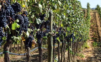 Некие «богатые люди» собрались выращивать в Ростовской области виноград и делать вино