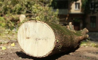 Власти Ростова «по чьей-то дури» перестарались с защитой деревьев от застройщиков