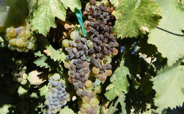 Урожай винограда в этом году в Ростовской области может упасть в полтора раза