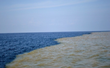 В Ростовской области Азовское море стало почти таким же солёным, как Чёрное