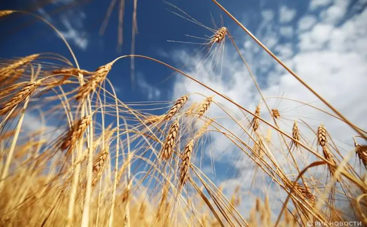 Пшеница. Фото РИА Новости, Кирилла Браги