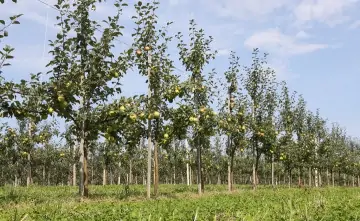 Молодые яблони. Фото пресс-службы минсельхоза России