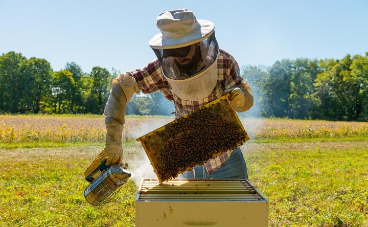 В Ростовской области массово погибли пчёлы из-за обработки полей новым препаратом