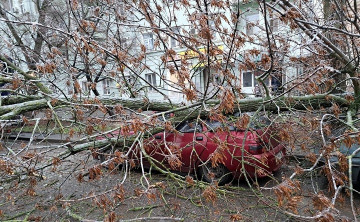 В Таганроге предприниматель отсудил у коммунальщиков больше 700 тысяч рублей за упавшее на машину дерево