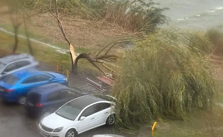 Сильный ветер повалил дерево в Батайске. Фото donnews.ru