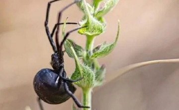Зоолог рассказал, где в Ростове можно встретить ядовитого паука-каракурта