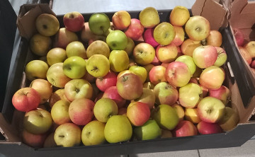 Урожай яблок в Ростовской области в 2024 году будет выше прошлогоднего