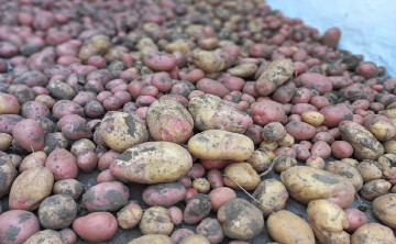 Фермеры Ростовской области начали продавать картофель с полей на 25% дороже, чем в 2023 году