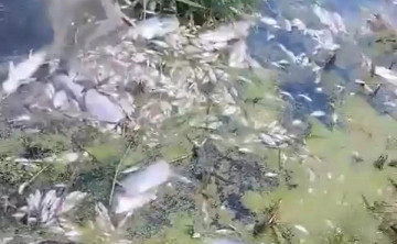В Морозовском районе Ростовской области массово погибла рыба