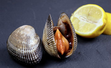 Учёные предложили начать промысел деликатесного моллюска в Азовском море