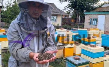 В Ростовской области погибло 90% пчёл из-за обработки полей неизвестным препаратом