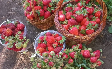 Казахстан и Узбекистан увеличили поставки овощей и фруктов в Ростовскую область