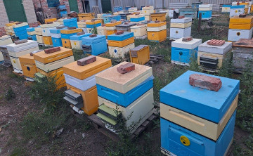 Обследование погибших пчёл в Ростовской области показало, что это был «суицид»
