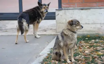 Бездомные собаки. Автор фото Andrey https://pxhere.com/
