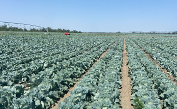 Овощеводы Ростовской области планируют впервые за 3 года получить прибыль с капусты