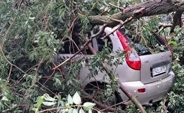 На пересечении Семашко и Социалистической упавшее дерево повредило 5 машин. Фото donnews.ru