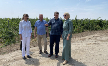 В Ростовской области с начала года заложили более 100 гектаров виноградников