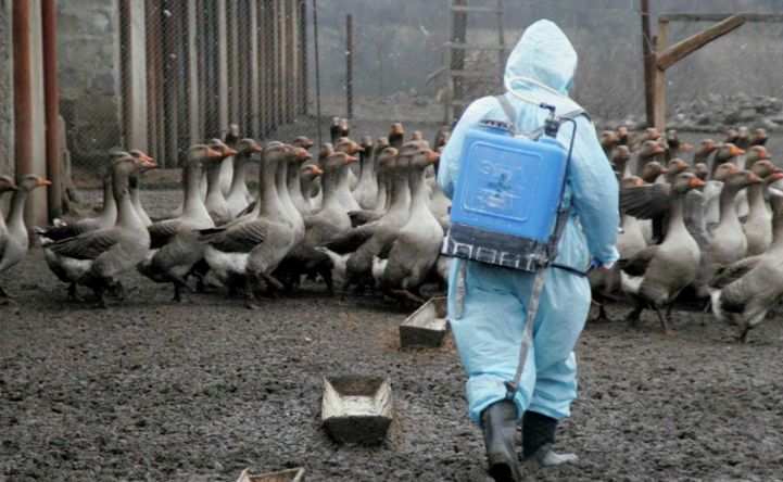 Птичий грипп поставил под угрозу поголовье в восьми районах Ростовской области