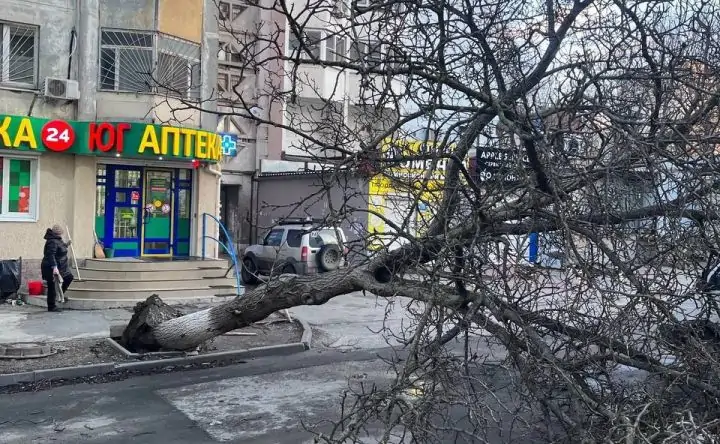 Поваленное дерево в Ростове. Фото из соцсети