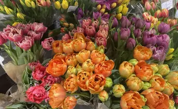 Тюльпаны. Фото donnews.ru