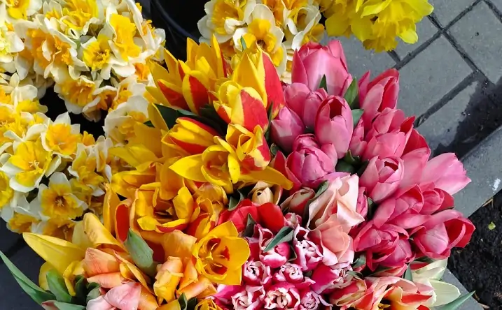 Букеты из тюльпанов. Фото donnews.ru